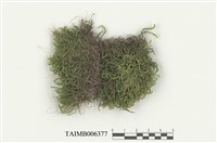 藏品(青苔科)的圖片